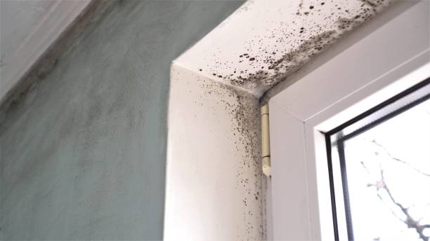 Best Affordable Mold Removal  in Haskell, OK