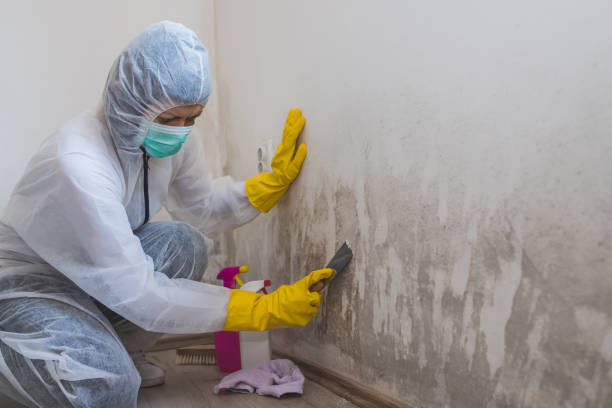 Office Mold Removal Services in Haskell, OK