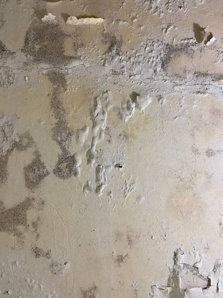 Best Local Mold Removal Service  in Haskell, OK