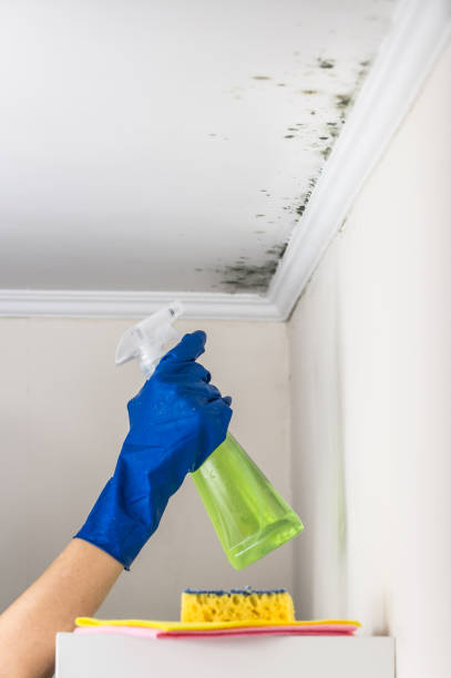 Best Certified Mold Removal  in Haskell, OK